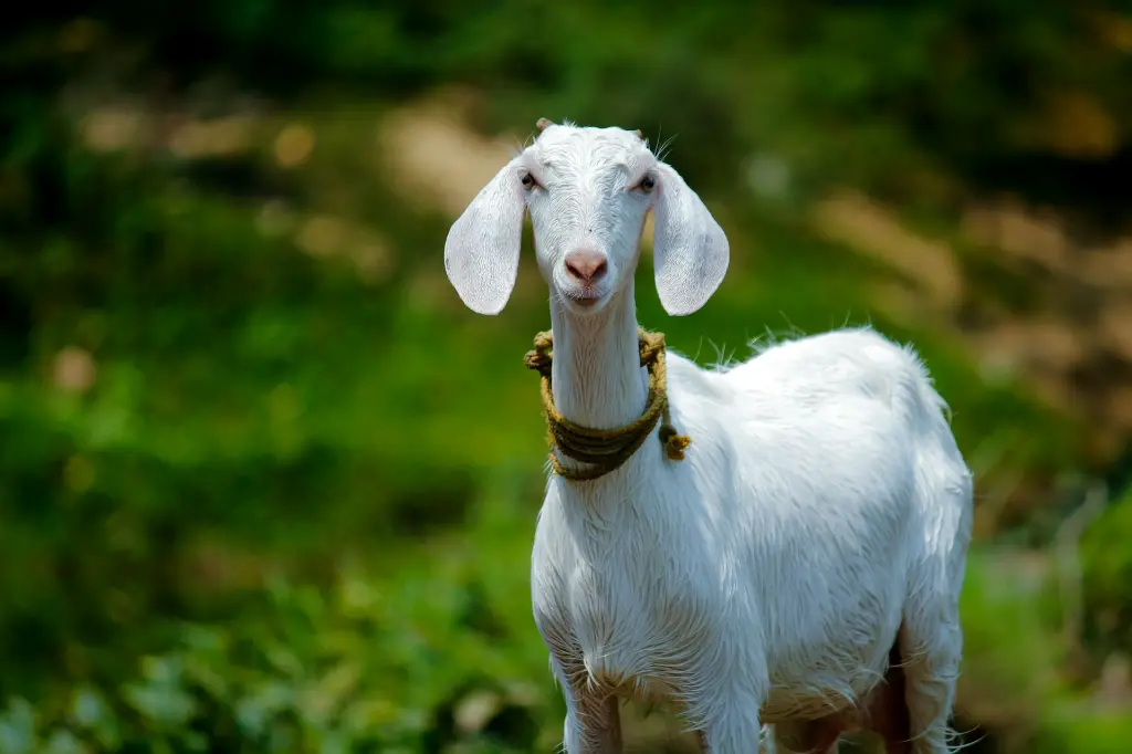 unsplash_jAMcUbsTvWE_goat.webp